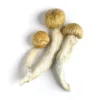 Gold Teachers